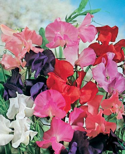 Lathyrus Odoratus seeds Sweet pea